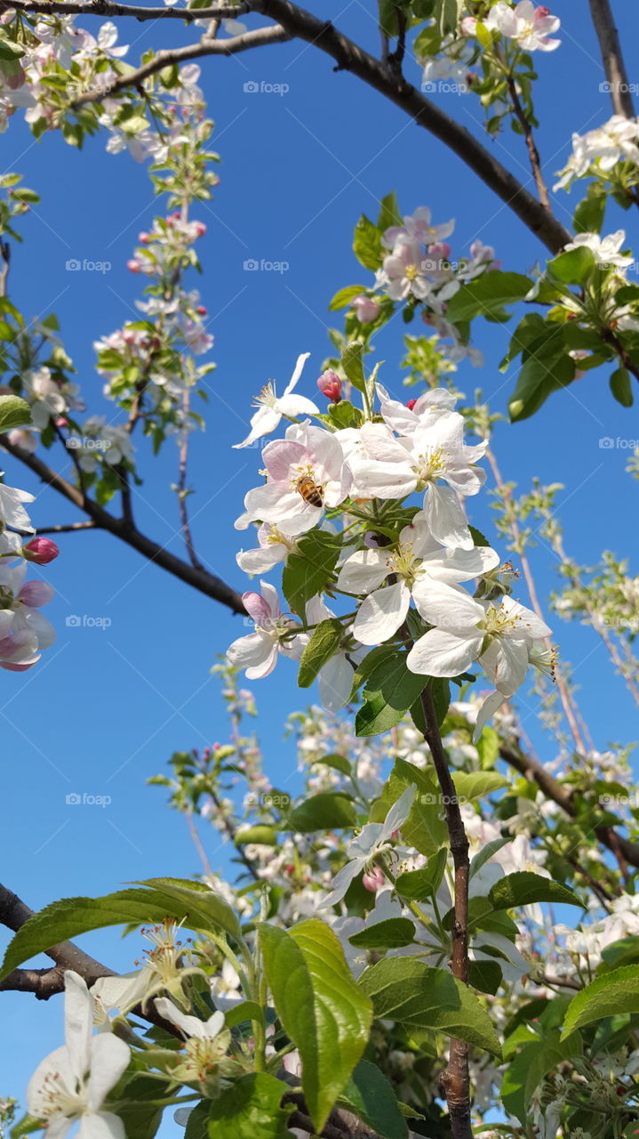 Bee in an apple  tree