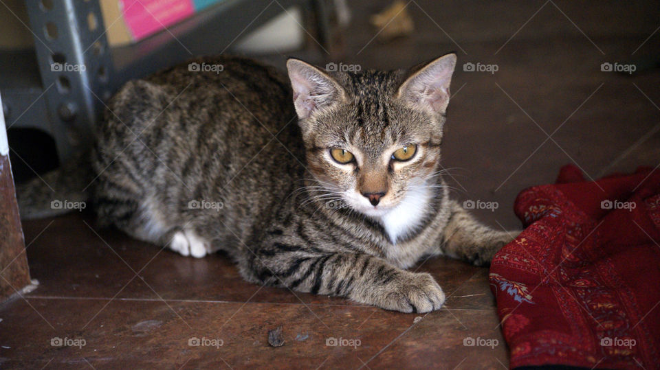 Cutie pie discovering the wonders of the cloth as a toy.