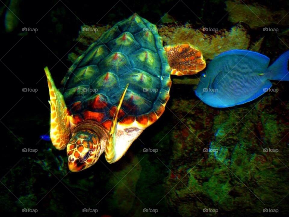 Turtle and Fish