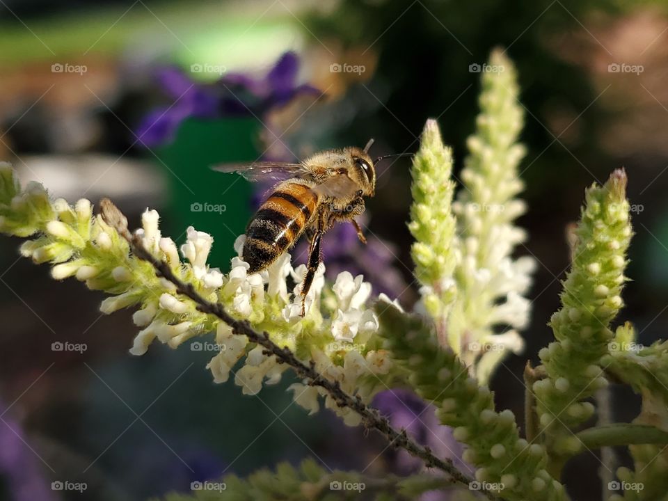 Bee pollinating almond verbena flowers in the garden