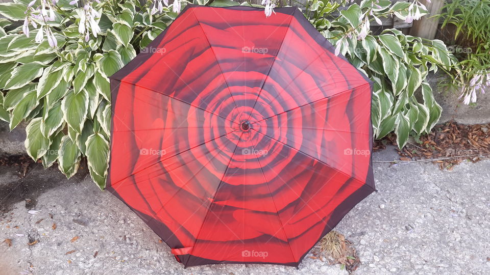 Rose Umbrella