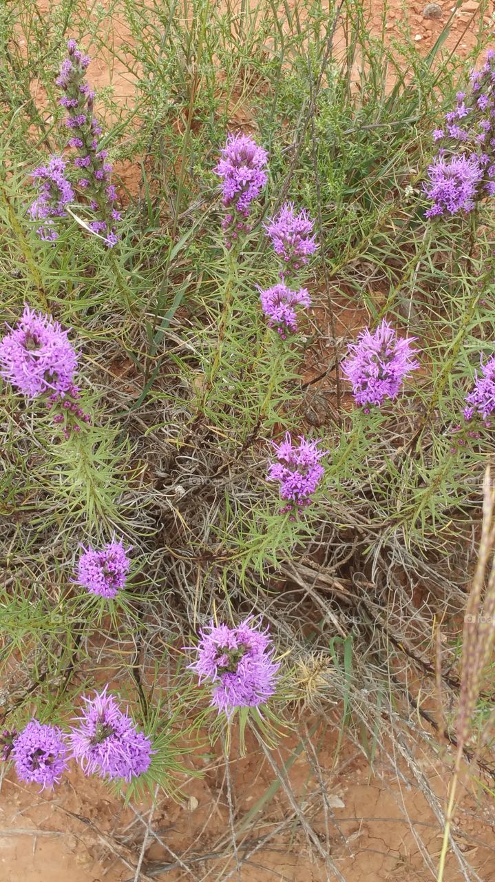Spring time in Palo Duro Canyon
