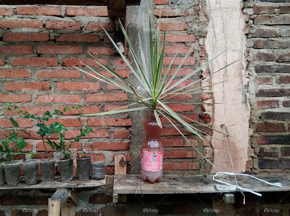 gardening with used bottles. brick wall. reuse,  reduce and recycle.