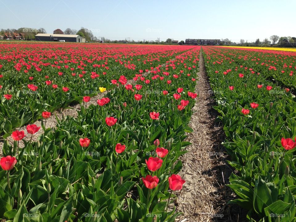 Field of red blooming tulips in spring in North Holland.