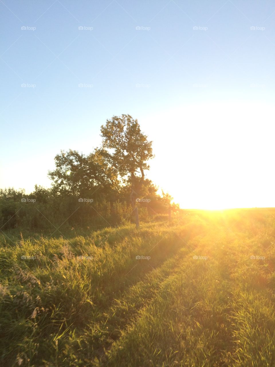 Sunset trees