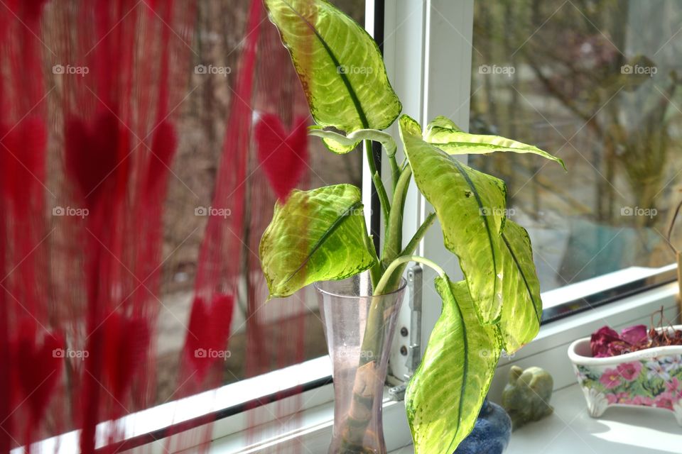 Leaf, Food, No Person, Vegetable, Flora