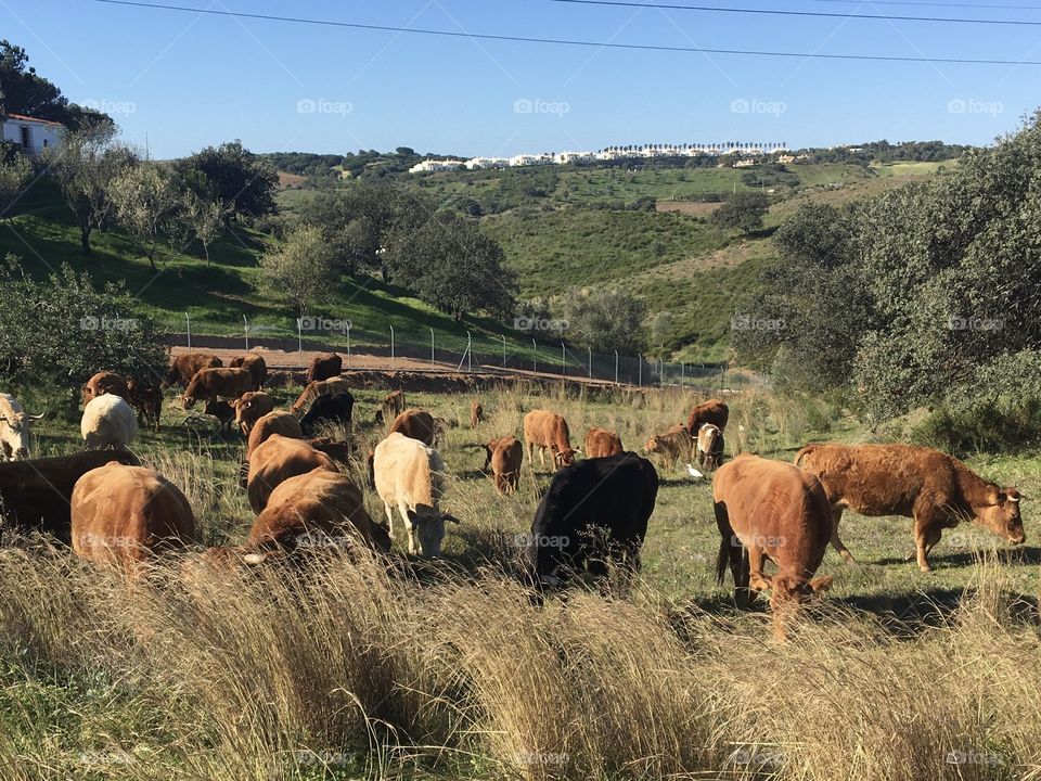 Cows in green countryside 
