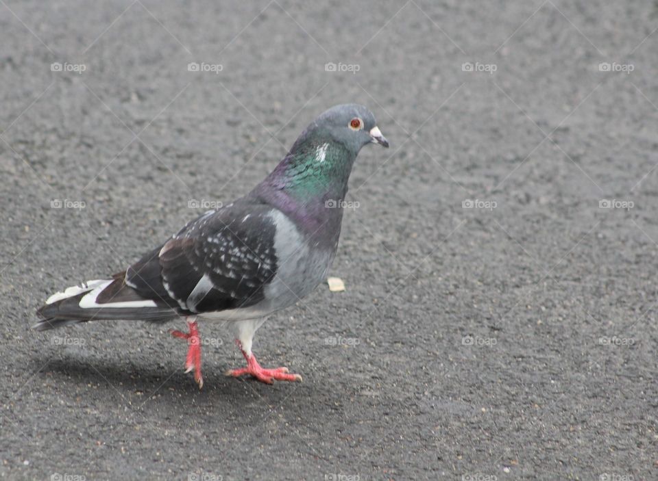 Pigeon strutting down the avenue