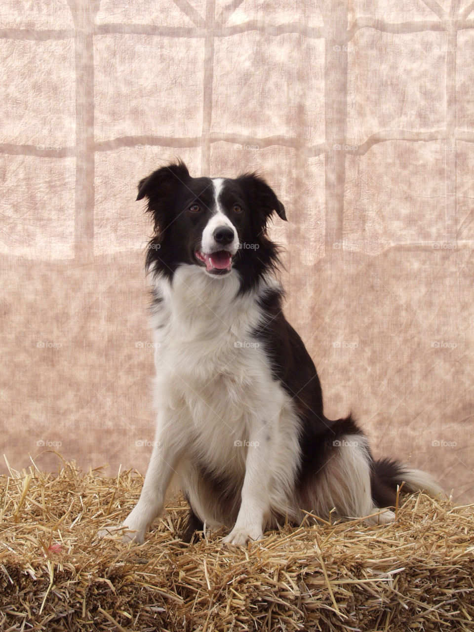 Border Collie Portrait