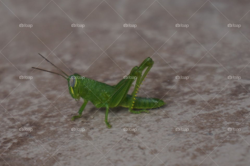 Locus Grasshoper