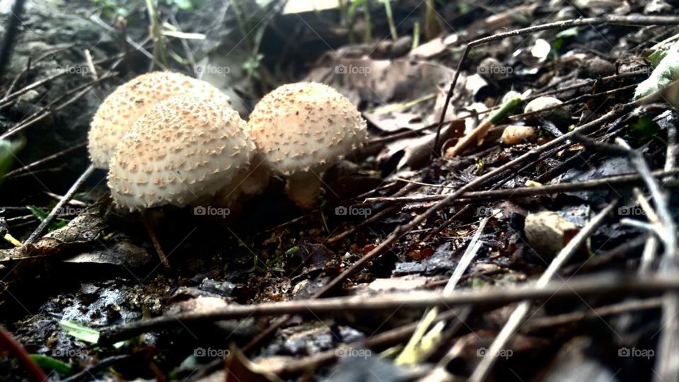 Beautiful mushrooms. Magical and mystical scenery. Photo taken by a mushroom lover on private garden. Perfect for photo albums, books, covers, calendars, etc. Fungus, fungi. Cute.