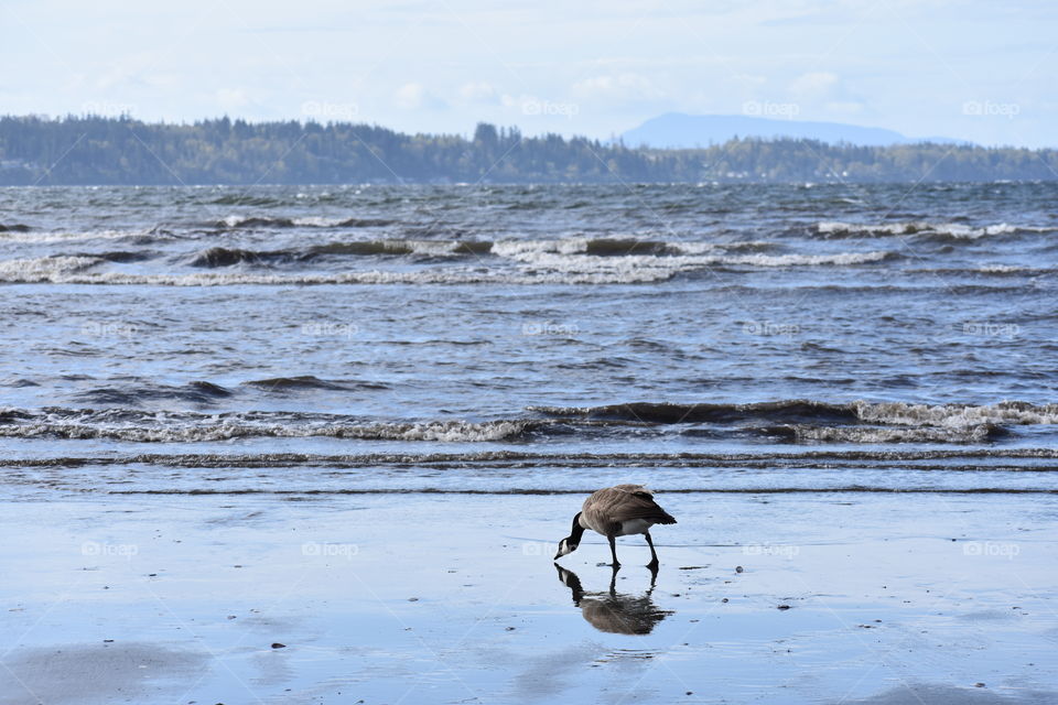 A Canadian Goose scours the wet, welcoming beach of the Pacific Ocean while the peaceful, calming sounds of the waves continue to lap at the shoreline. White Rock, BC, Canada. 