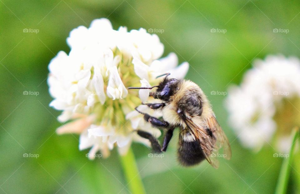 bee