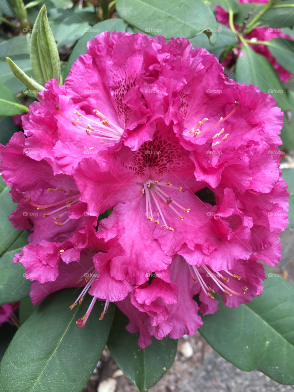 Rhododendron