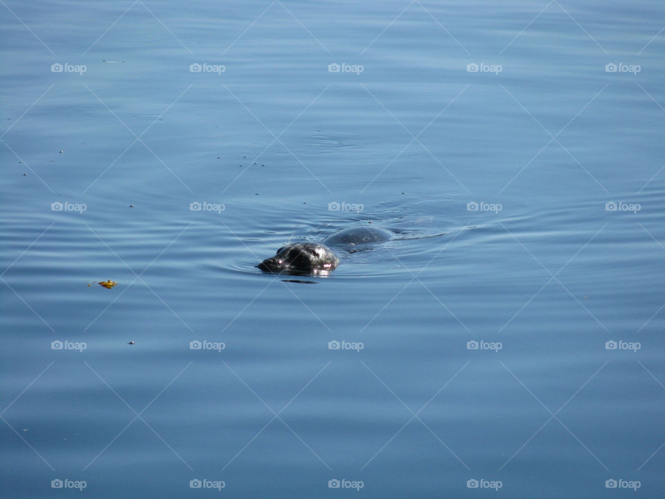 ocean blue water seal by jifkak