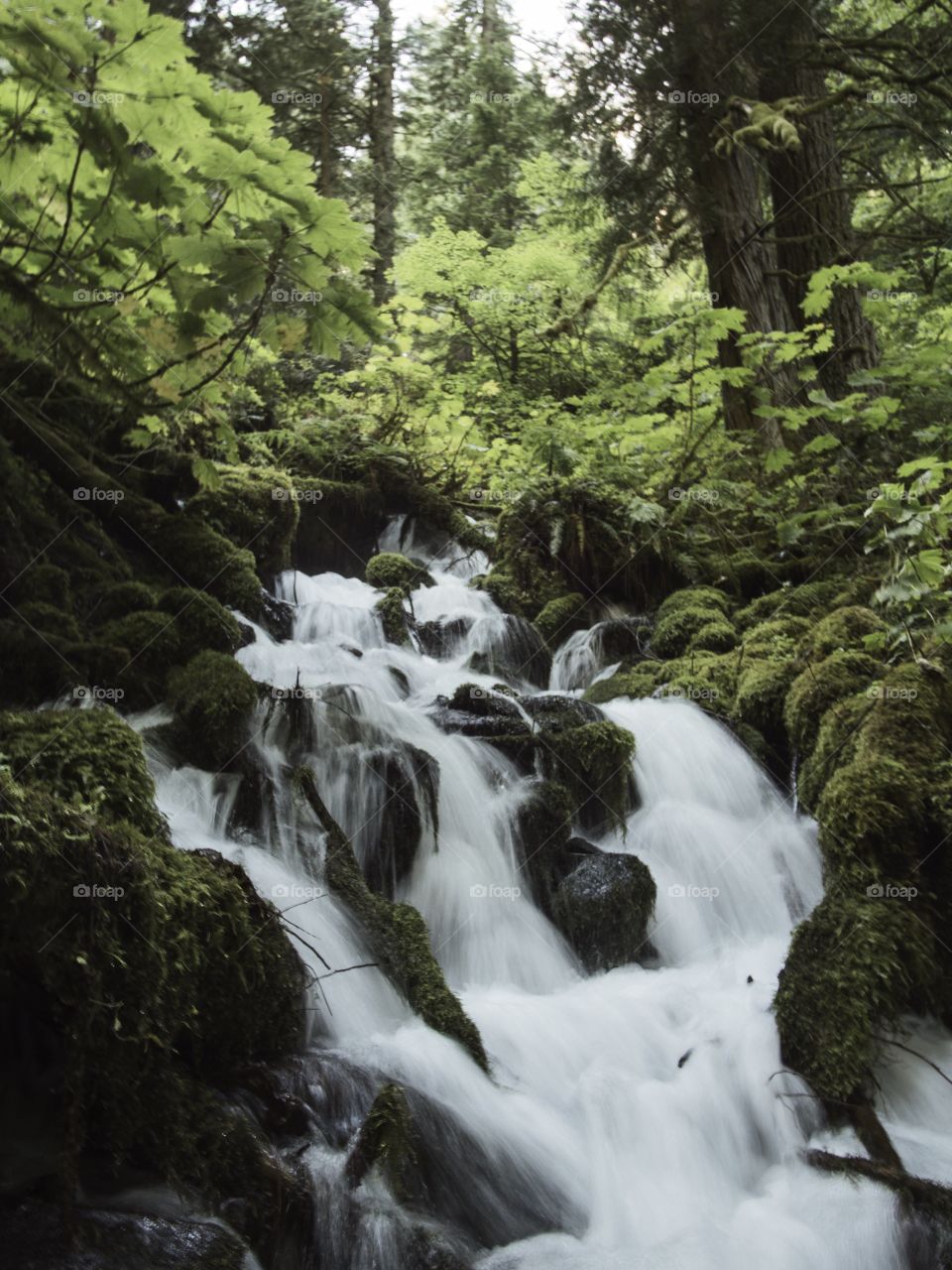 Northwest stream . Stream off a waterfall in Oregon  