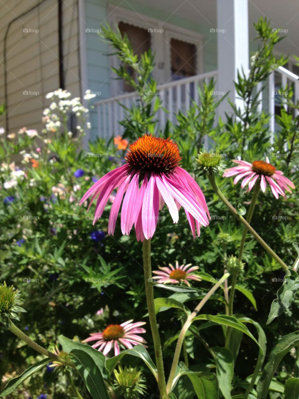 Echinacea flowers in front garden on a sunny day
