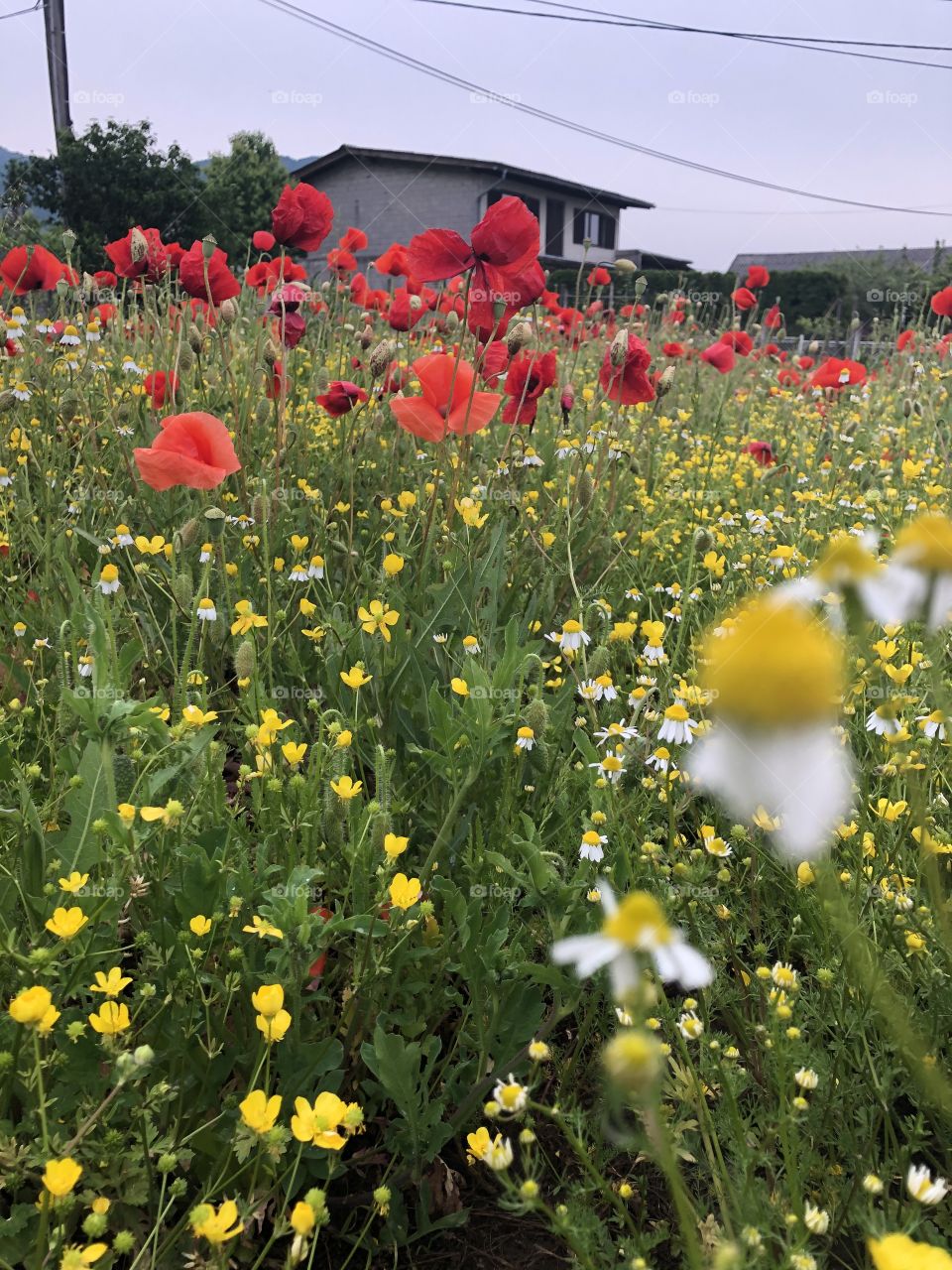 Love nature and flowers in spring. 