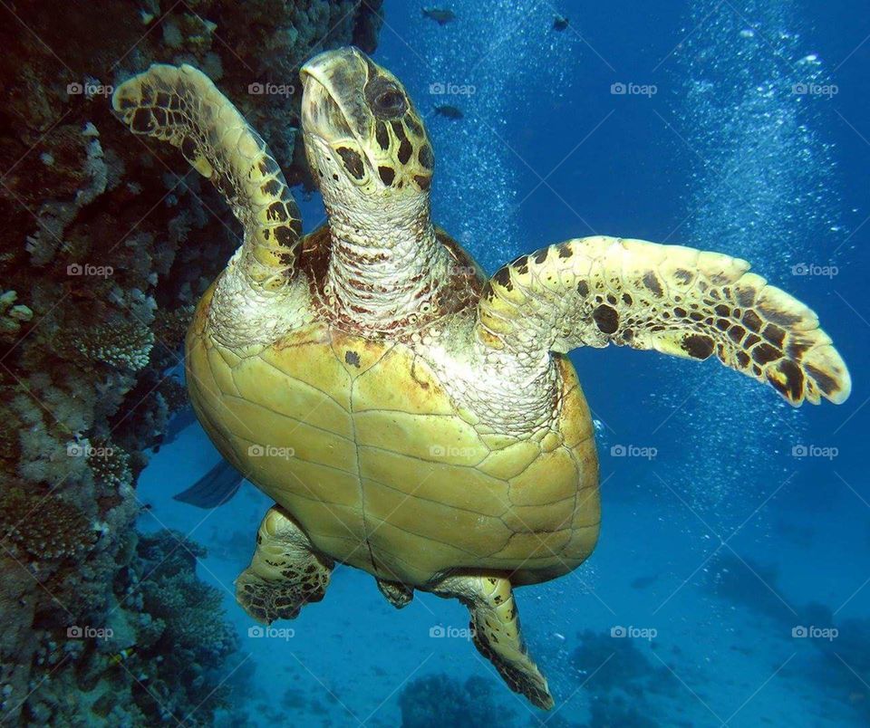 Hawskbill turtle