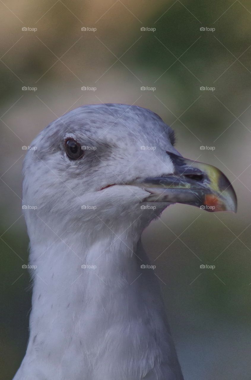 seagull face