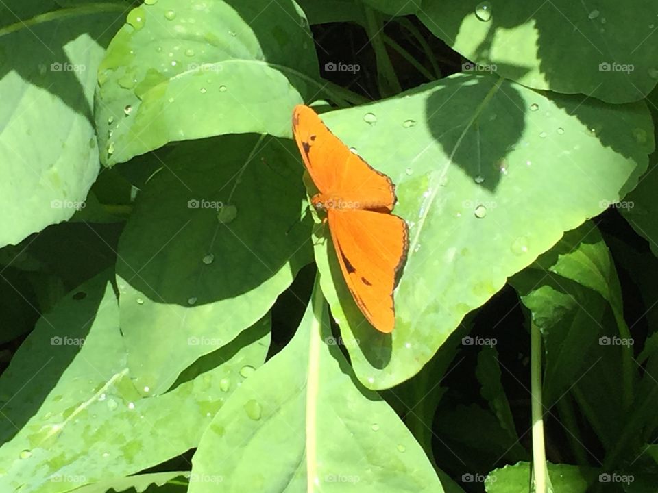 Orange butterfly