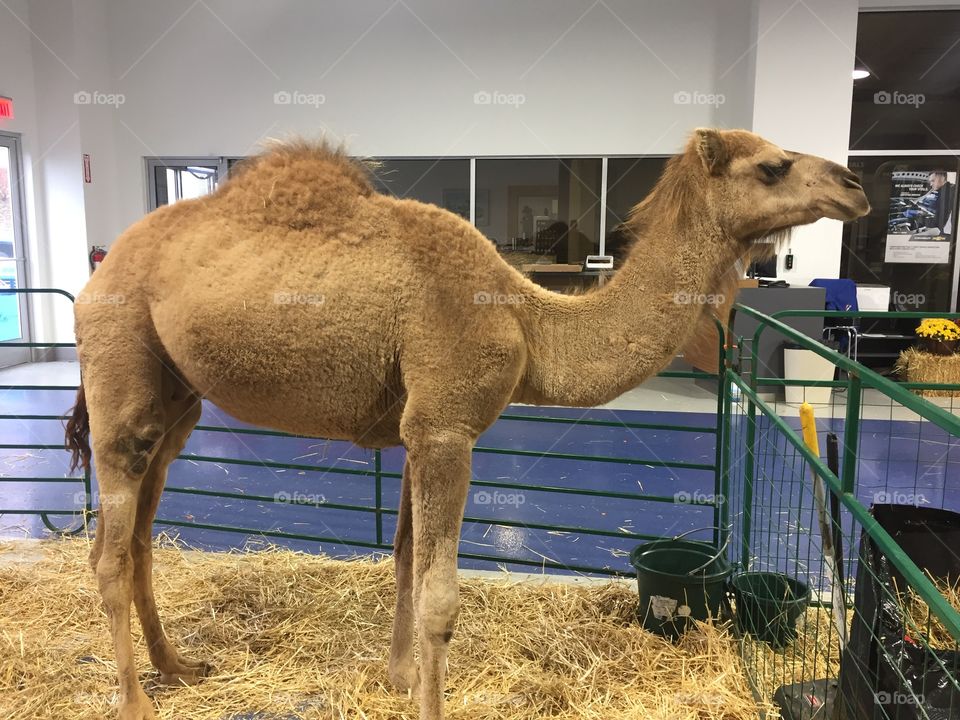 Have you ever seen a camel model? 