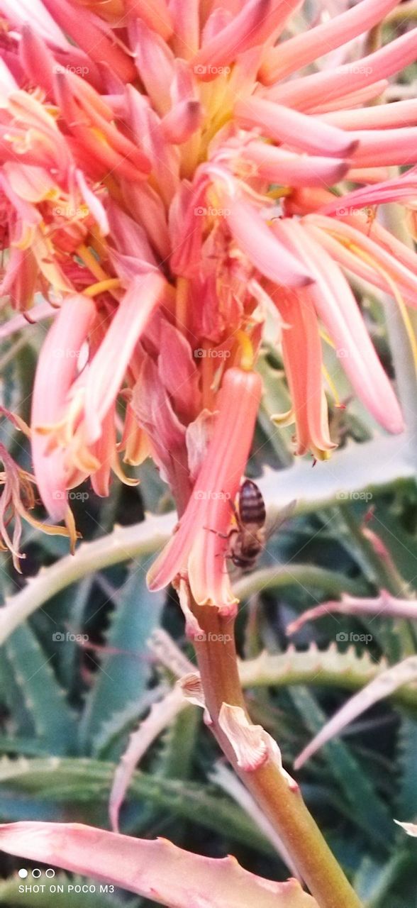 beautiful bee on flowers.