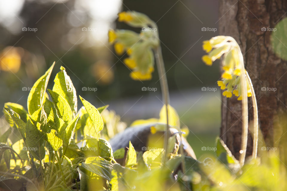 Cowslip