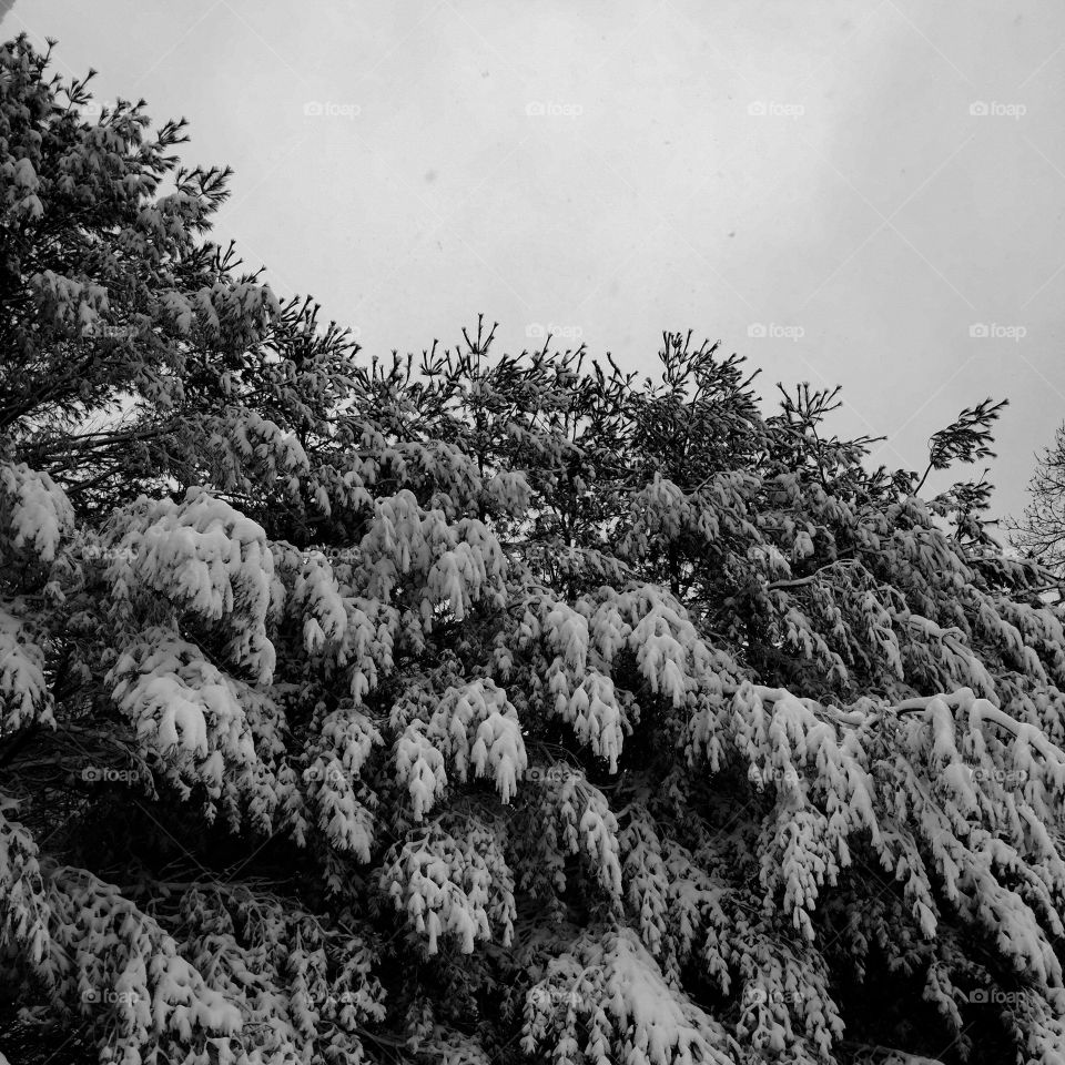 Snow on the trees 