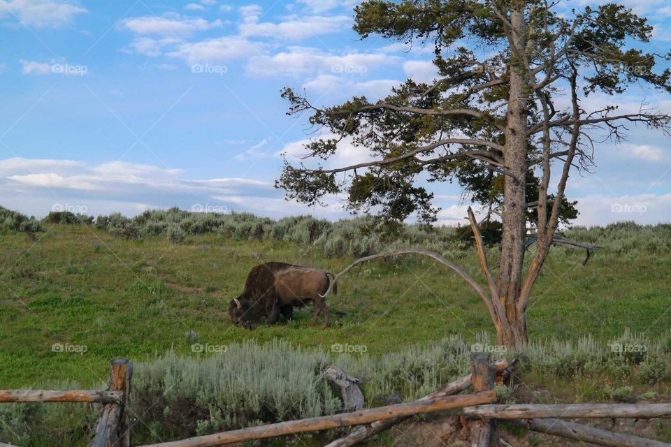 No Person, Tree, Landscape, Mammal, Outdoors