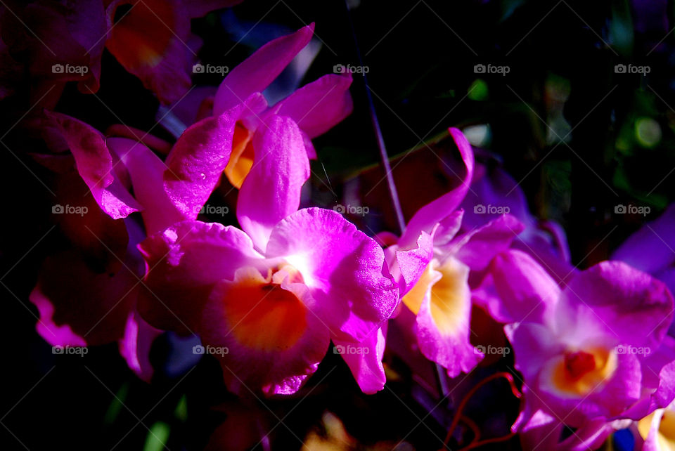 orchids in Chapada Diamantina