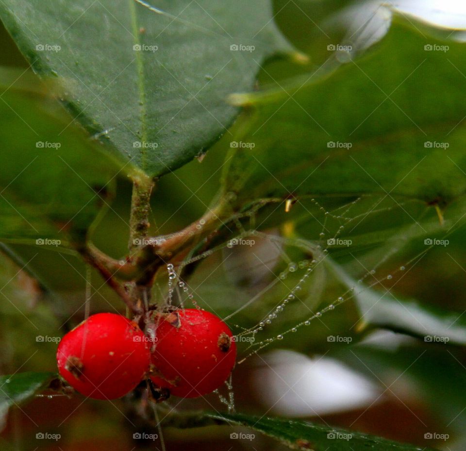 holly berries decorated with dew drops