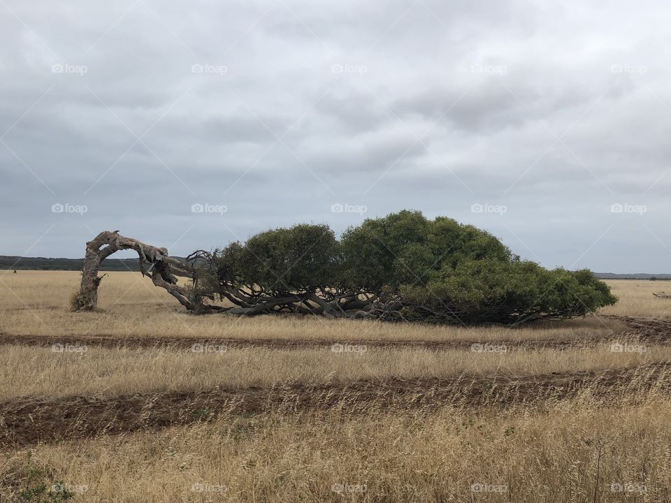 Windy areas in Western Australia, where trees have learned to grow in the direction of the wind