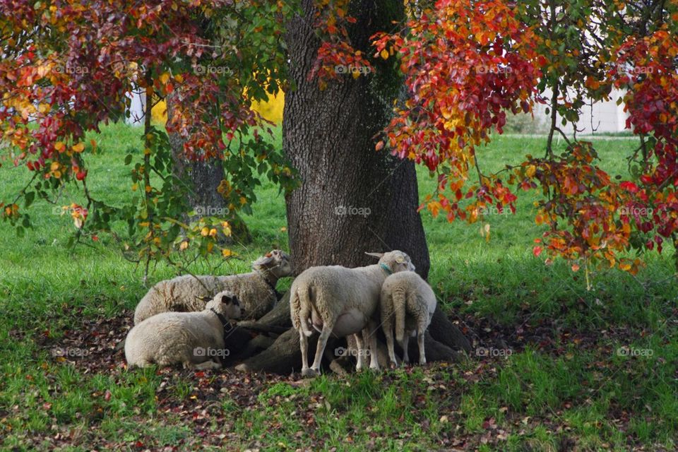 Sheeps resting near tree