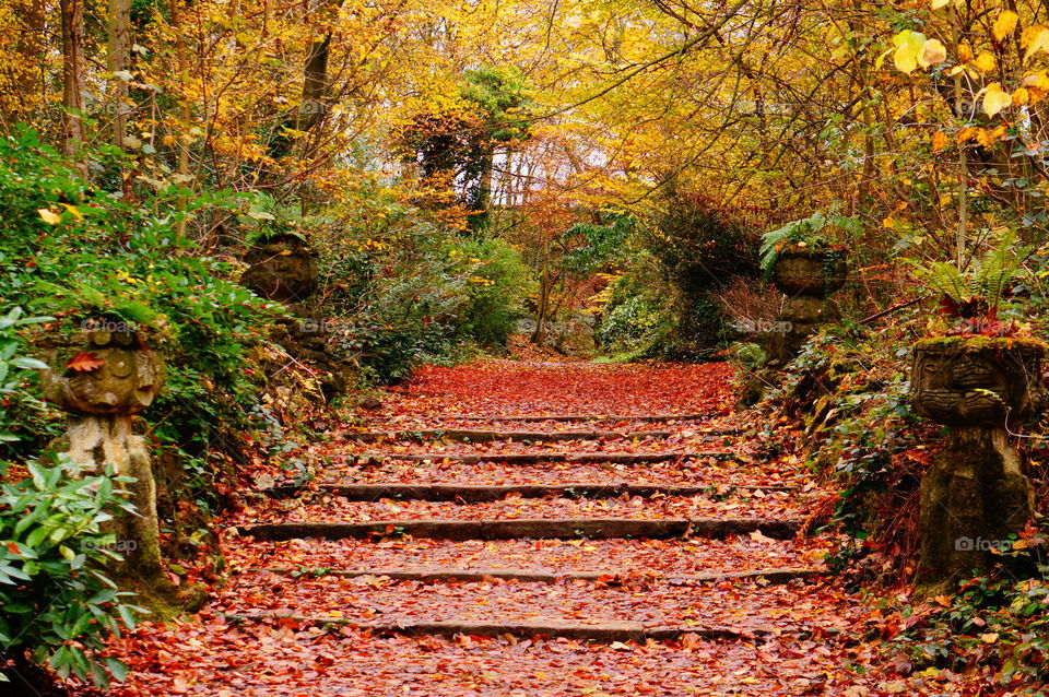 Autumn colours 