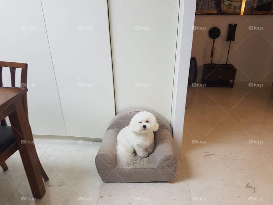 Fluffy little dog on a tiny sofa.