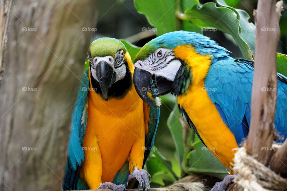 Pair Of Colorful Macaws