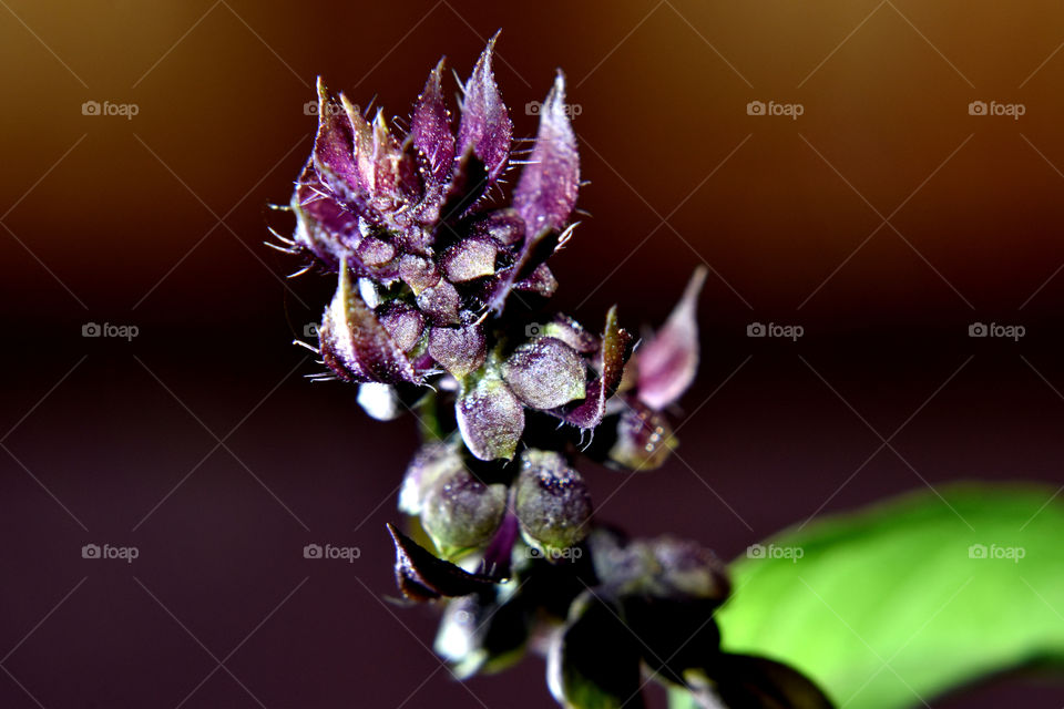 Flowers of Osimum is appear aesthetic.