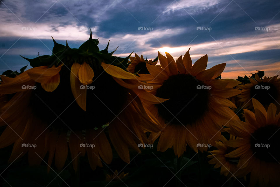 Sunsets on sunflowers 