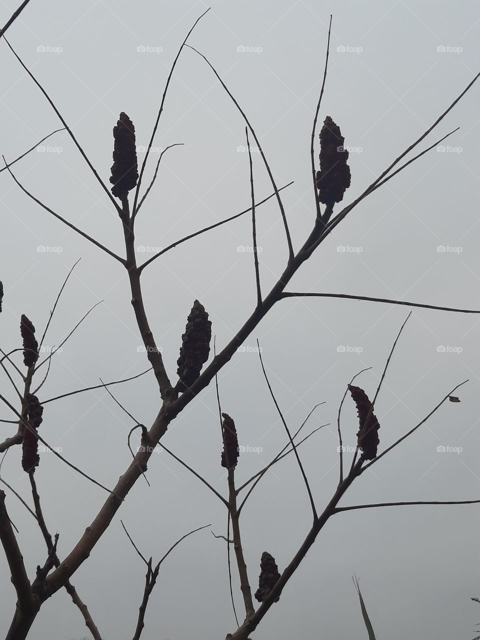 sumac fruits on leafless branches against gray sky