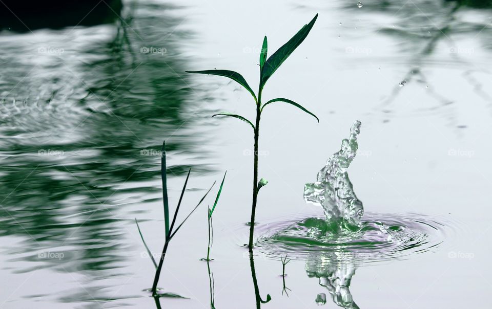 Close-up of plant in river