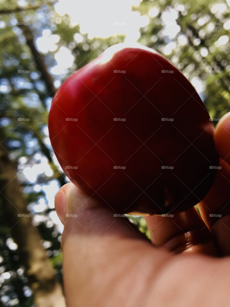 Mountain fruits ❤️