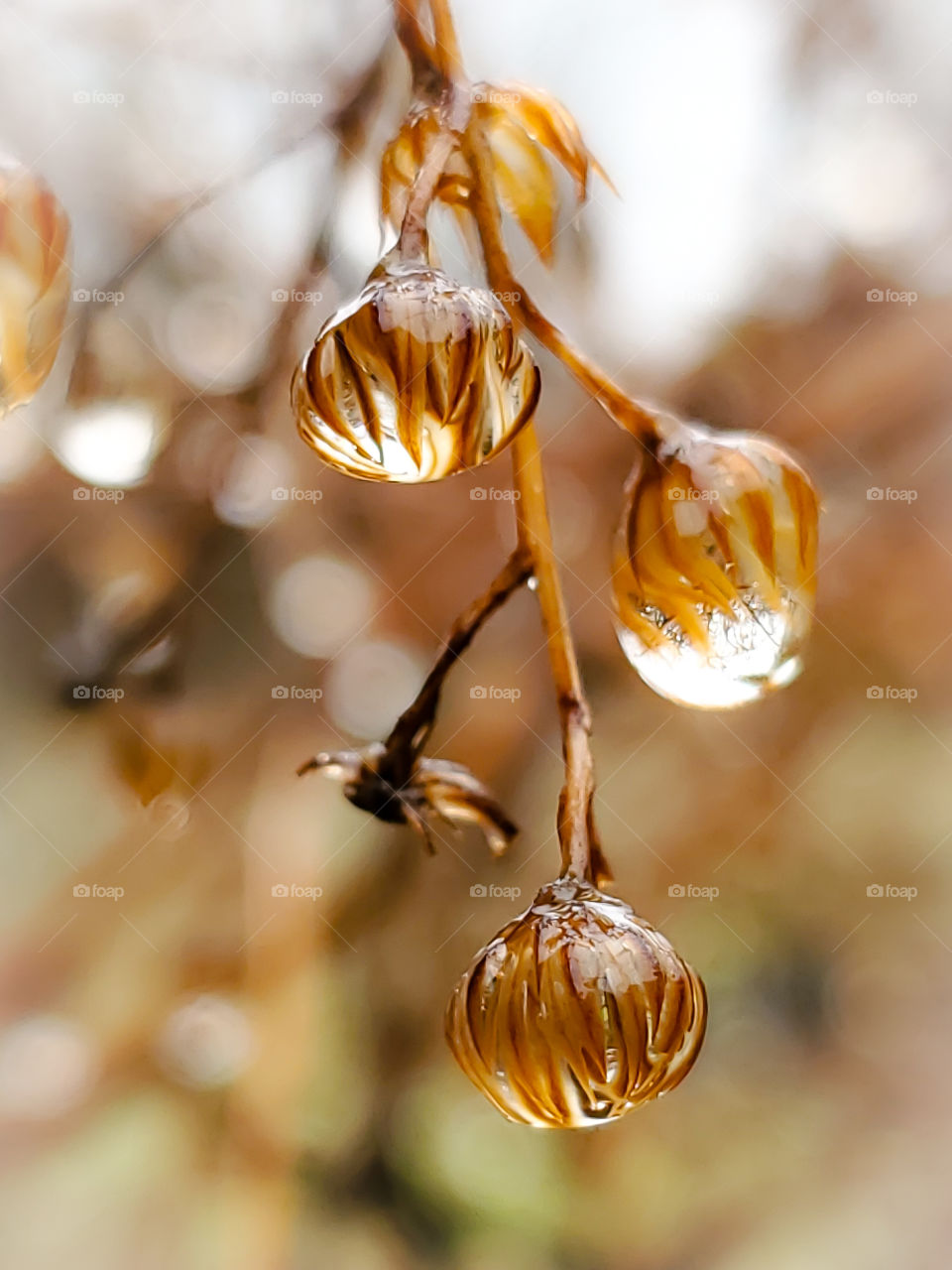 Cold winter rain drops on three withered brown remaining wildflower buds