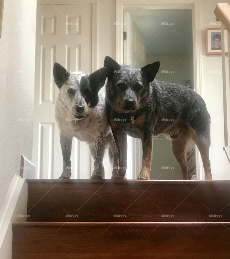 Jimmy and Greta at the tops of the stairs acting as guard dogs in exchange for treats.