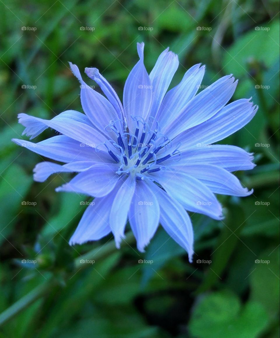 Close-up of chicory flower