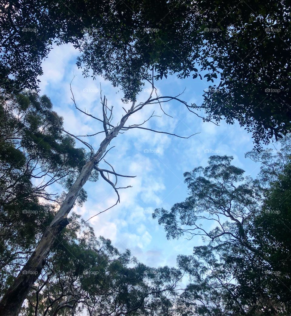 Looking into the trees 