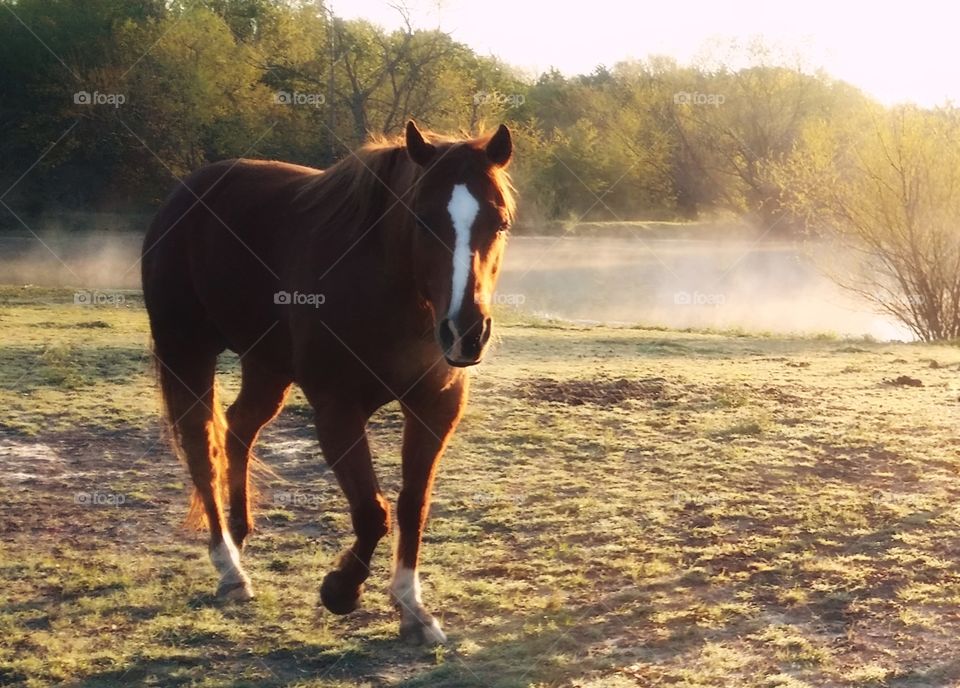 Sorrel horse looking forward in a pasture in front of a smoking steamy foggy pond in the early morning spring