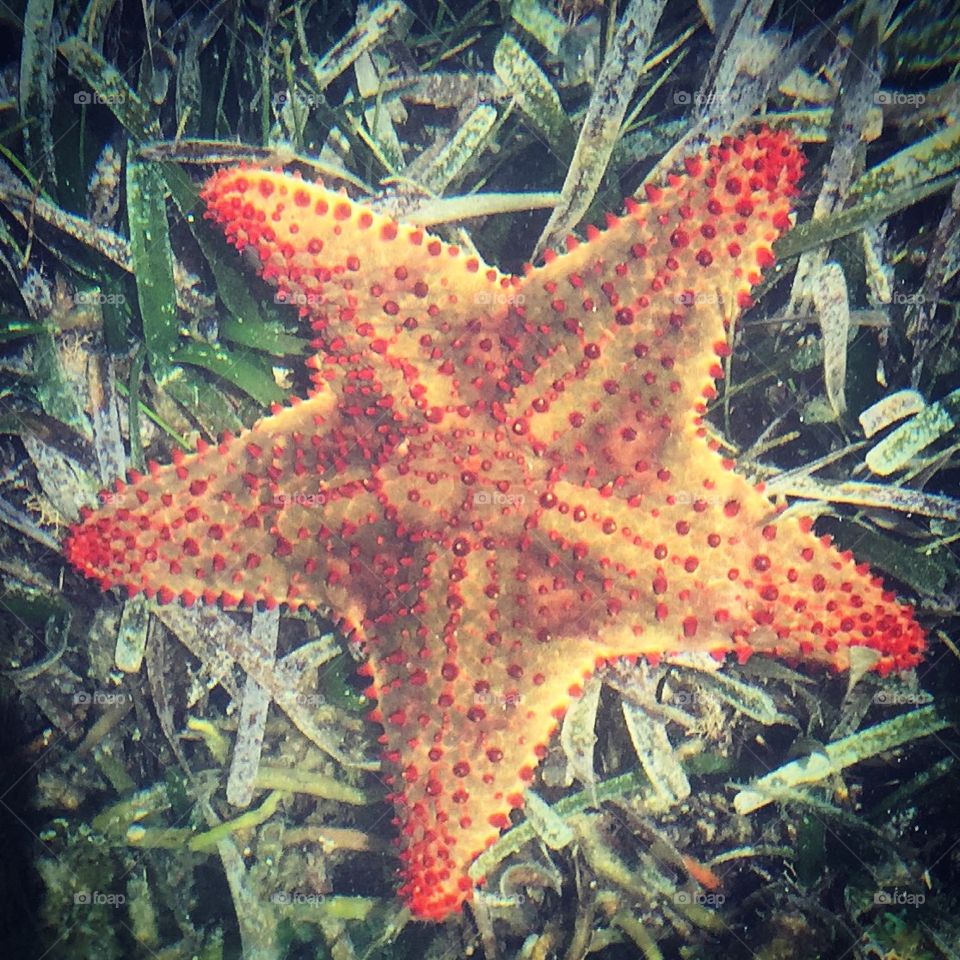 Starfish. Starfish under the water at Roatan, Honduras