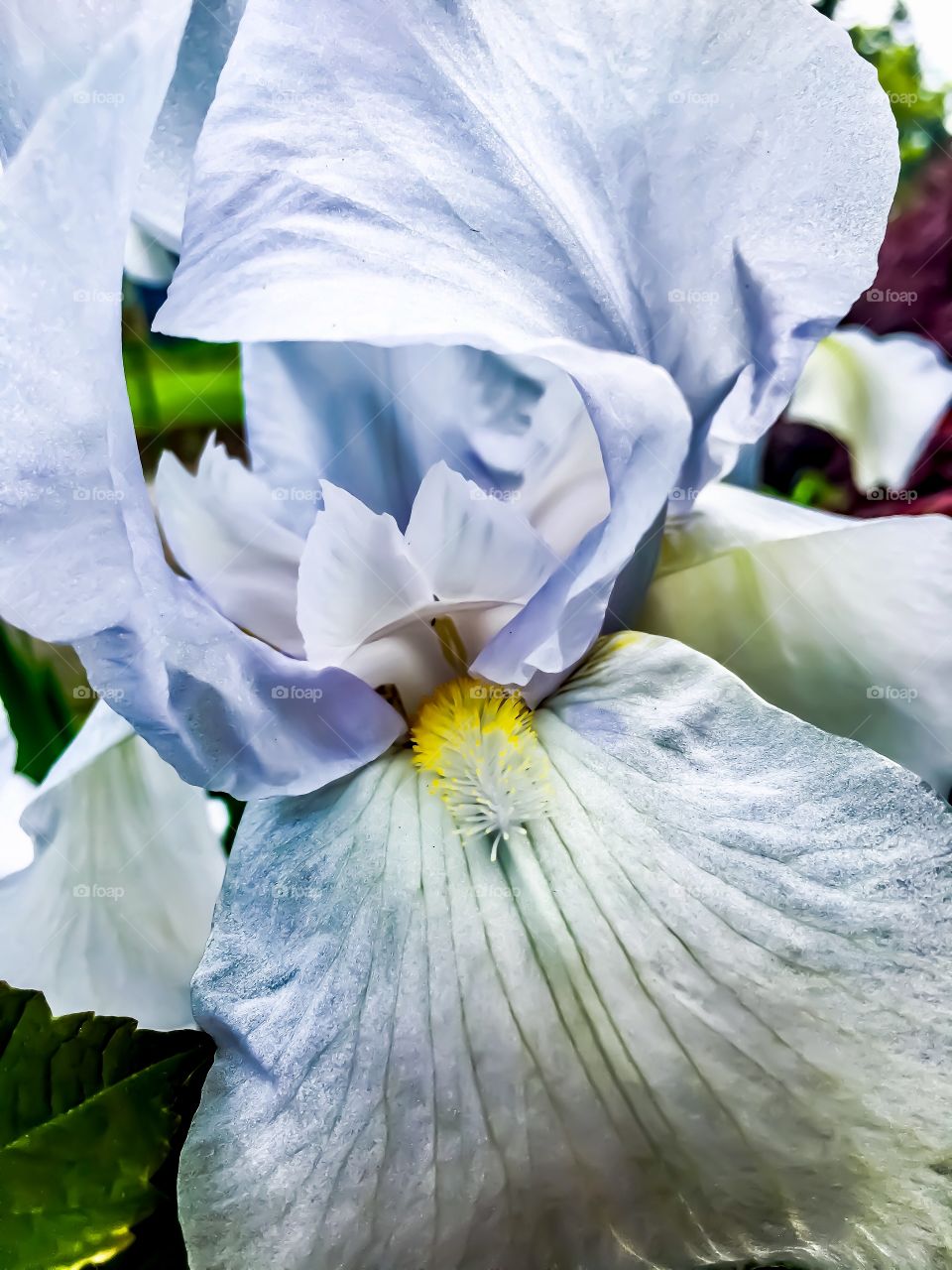 Iris in Pale