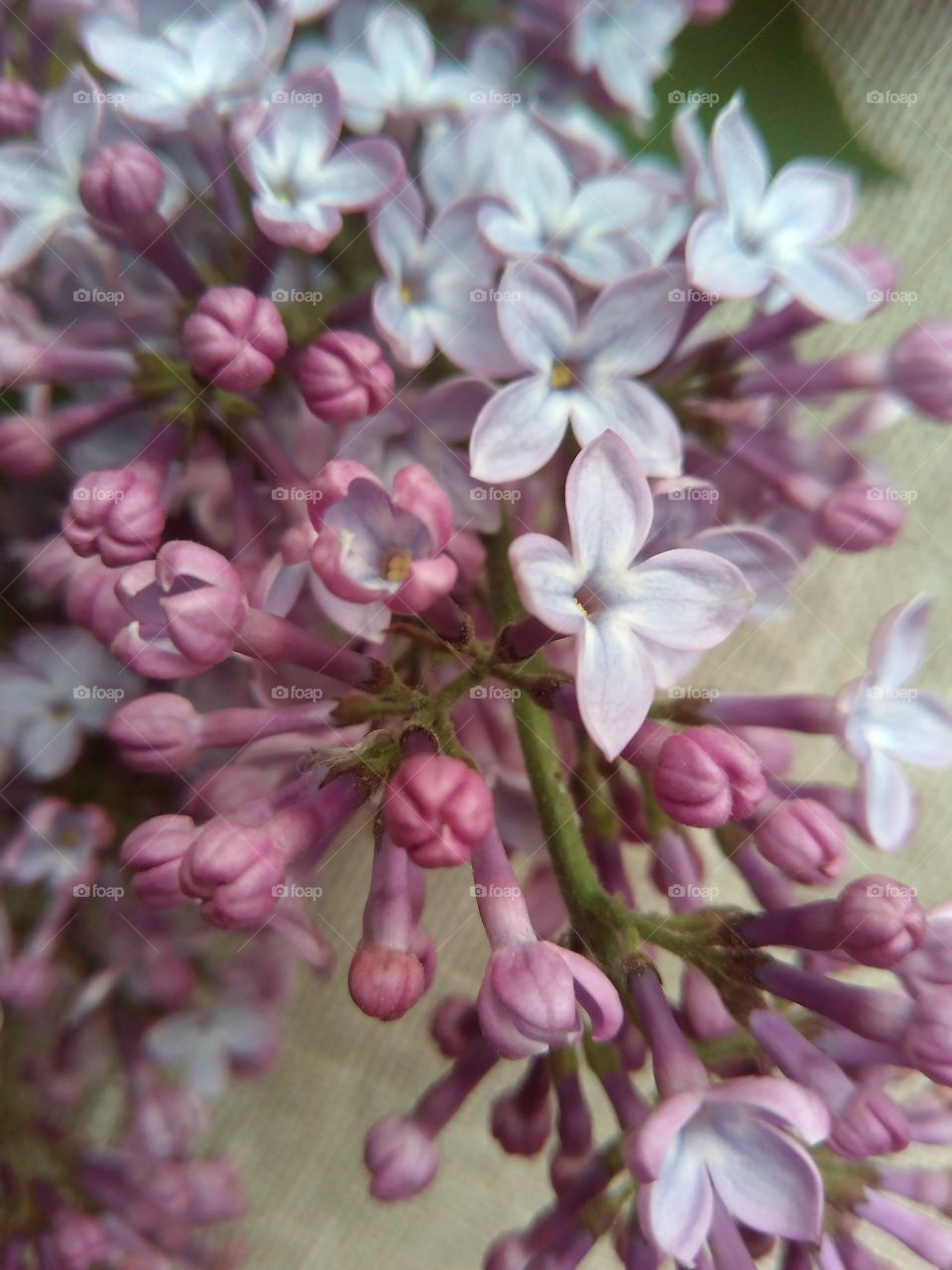 Flower, Flora, Nature, Floral, Petal